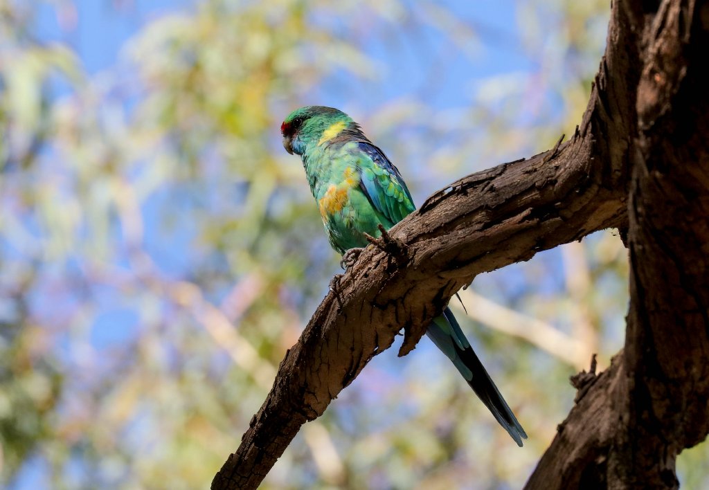 Mallee Ringneck