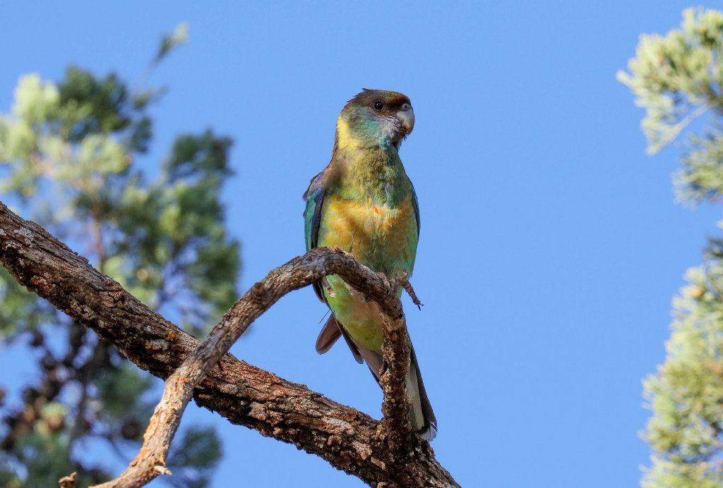Mallee Ringneck