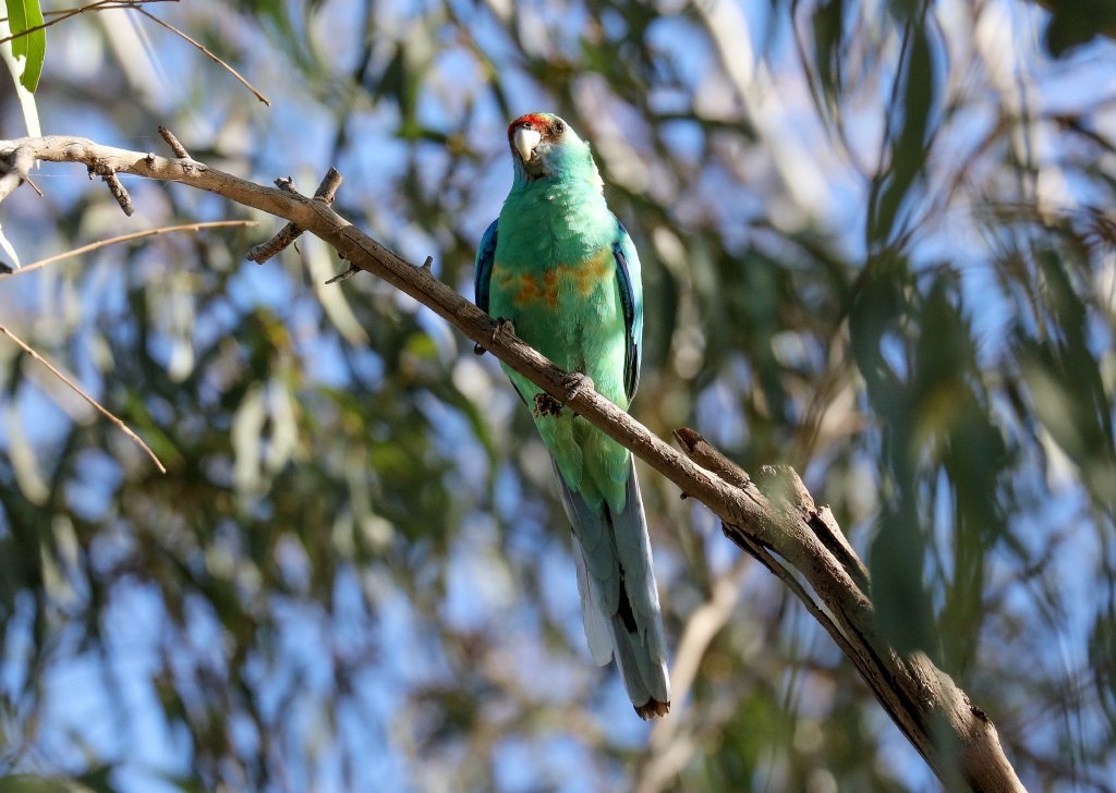 Mallee Ringneck