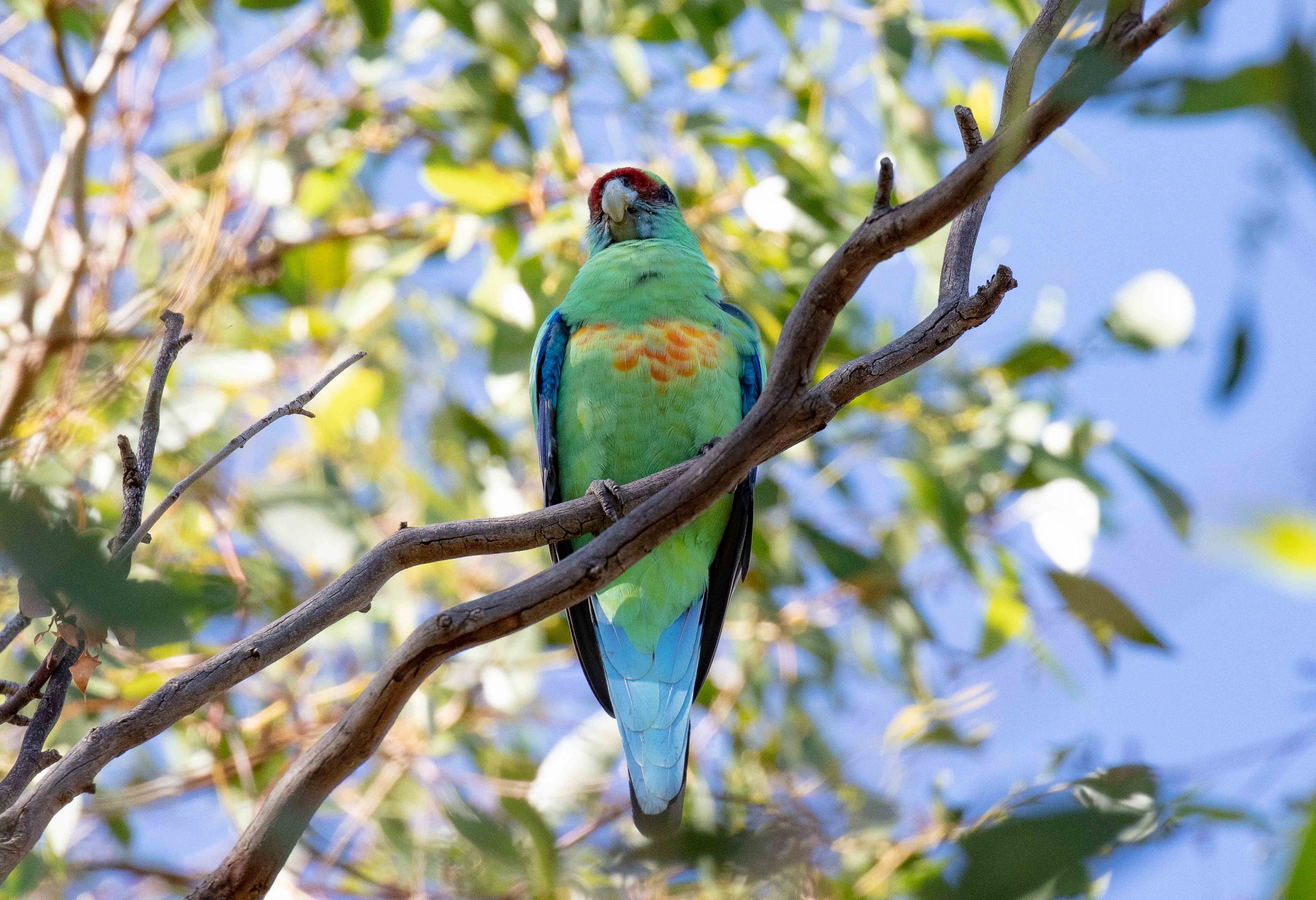 Mallee Ringneck