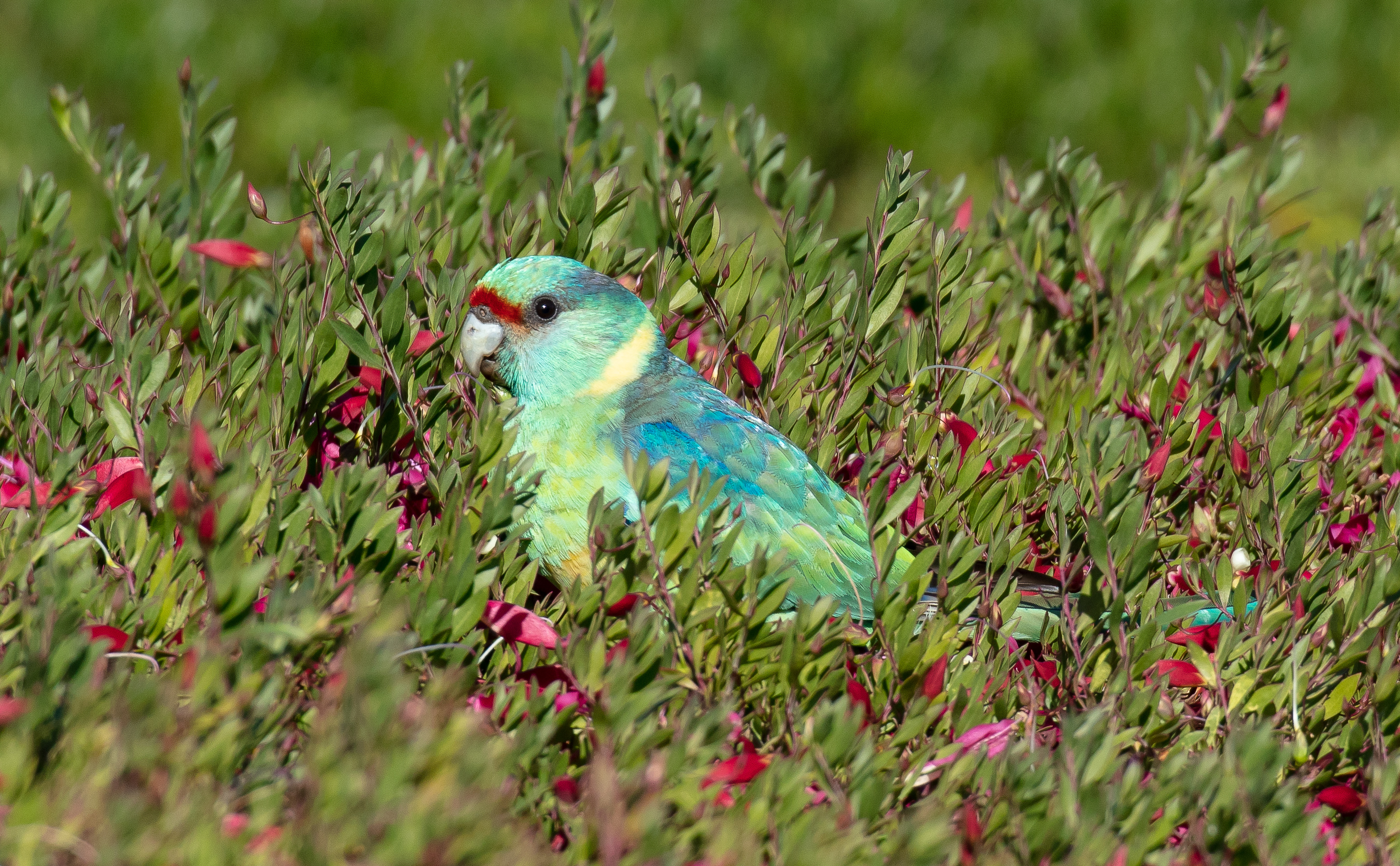 Mallee Ringneck