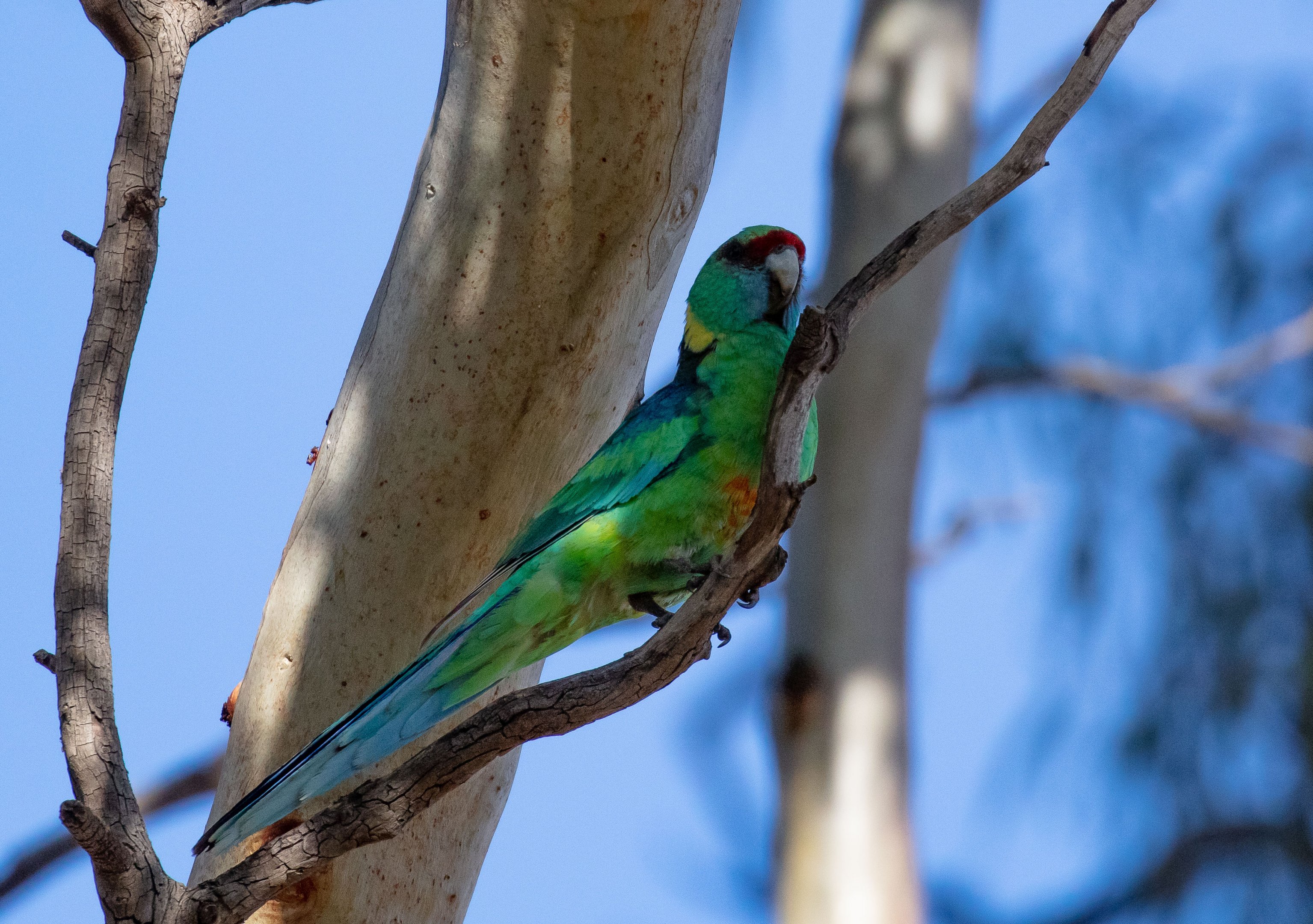 Mallee Ringneck