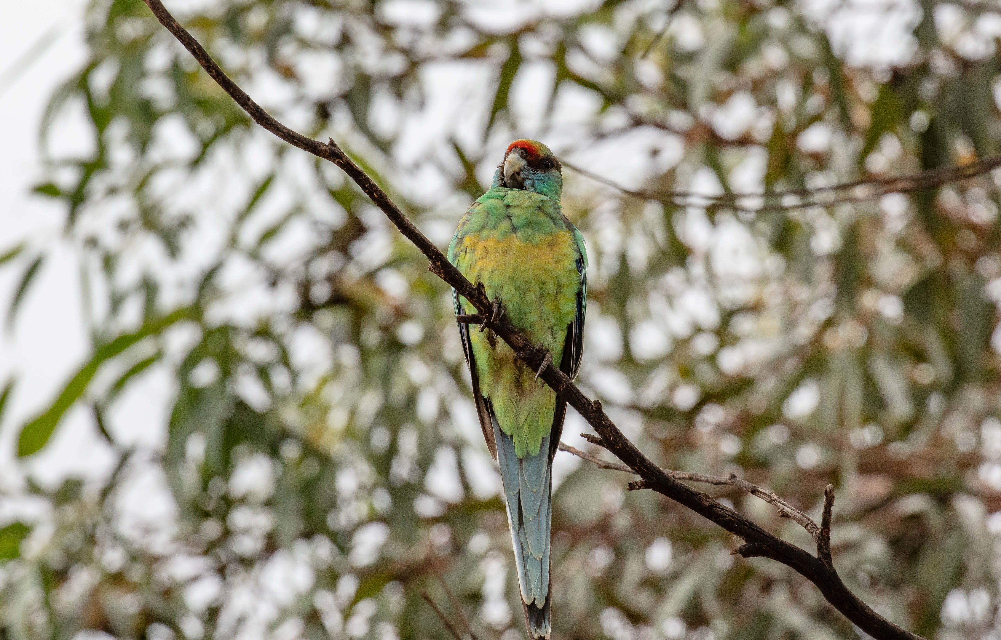 Mallee Ringneck