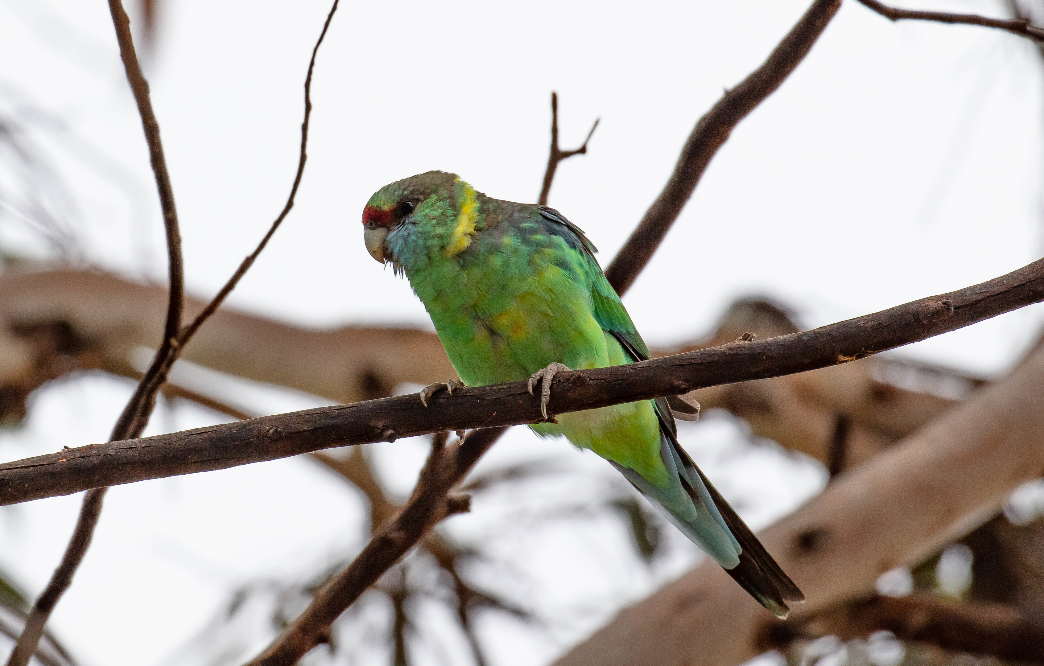 Mallee Ringneck