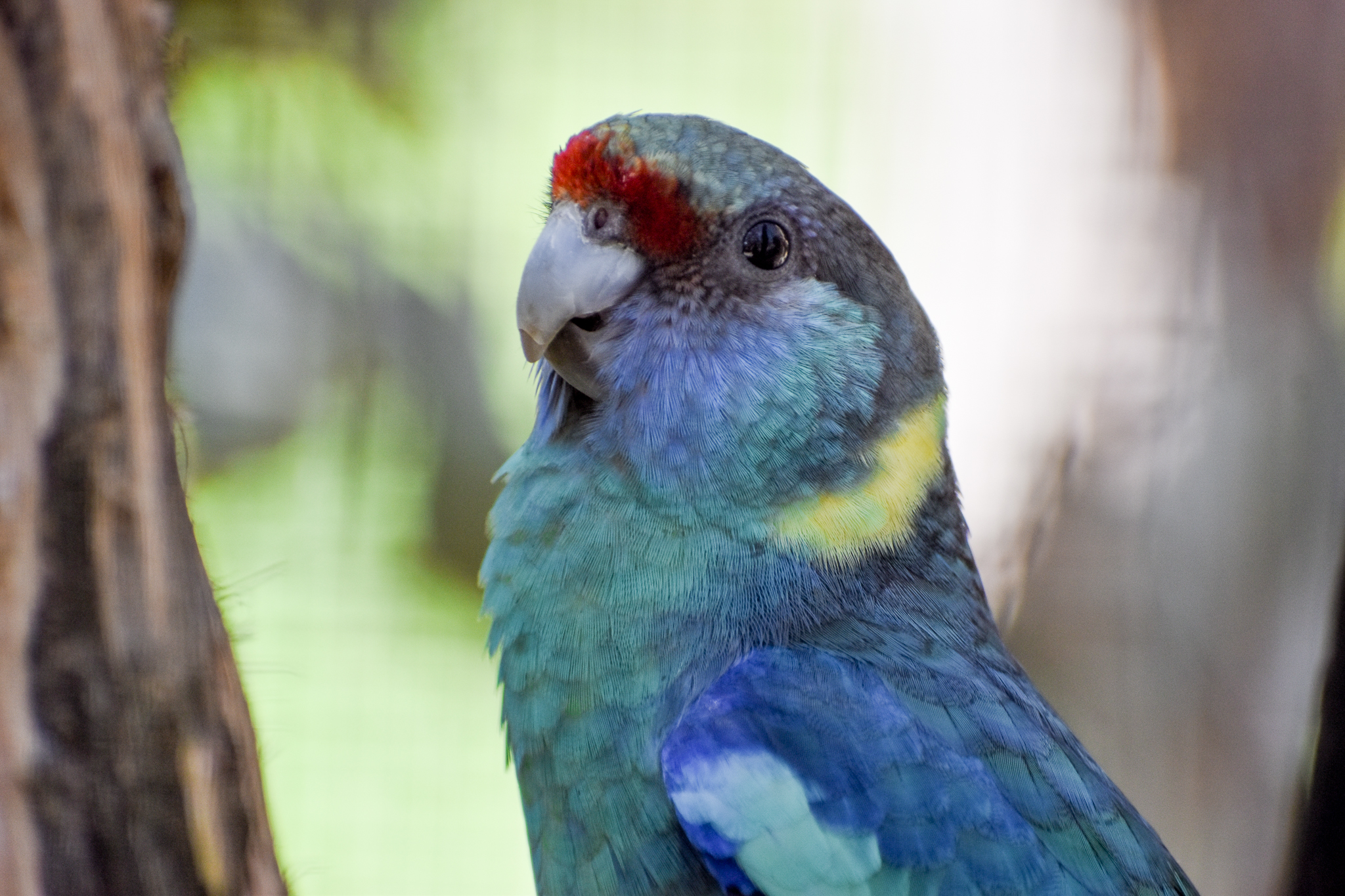 Mallee Ringneck