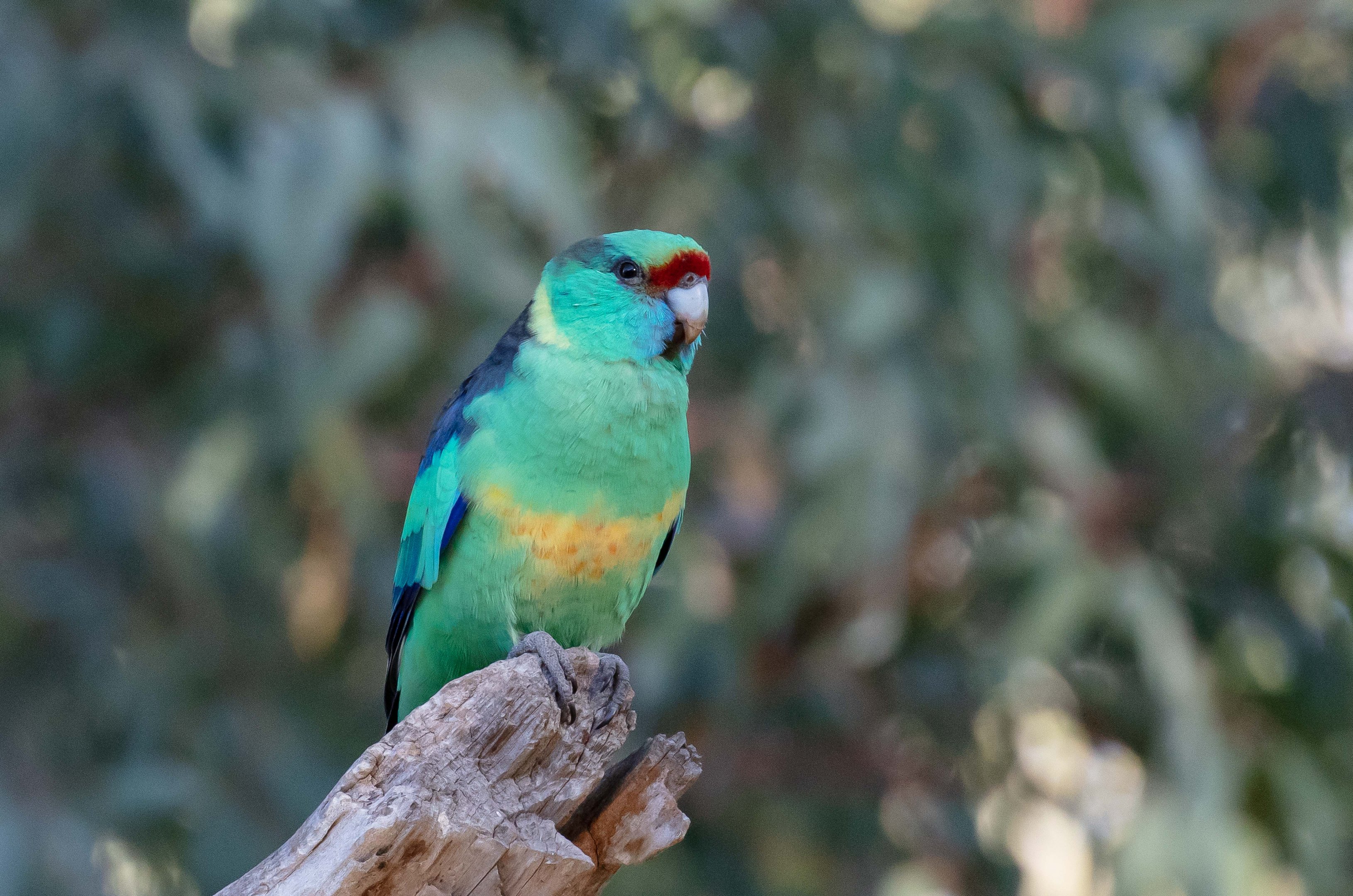 Mallee Ringneck