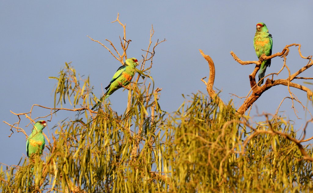 Mallee Ringnecks
