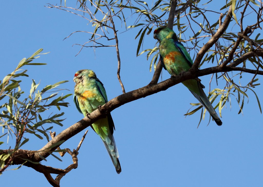 Mallee Ringnecks