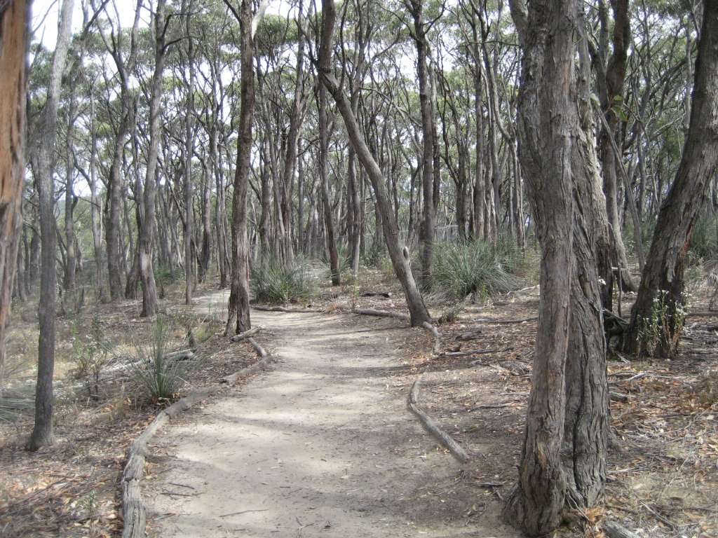 Mallee Woodland