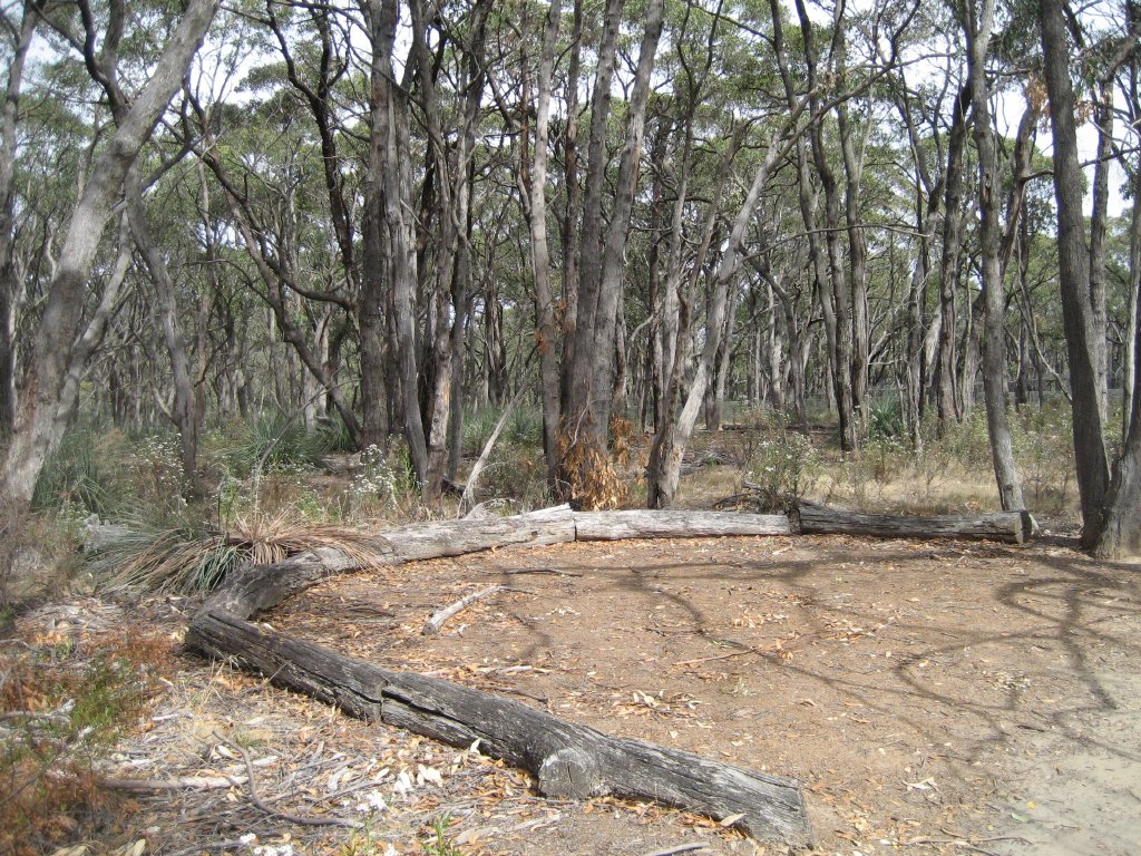 Mallee Woodland