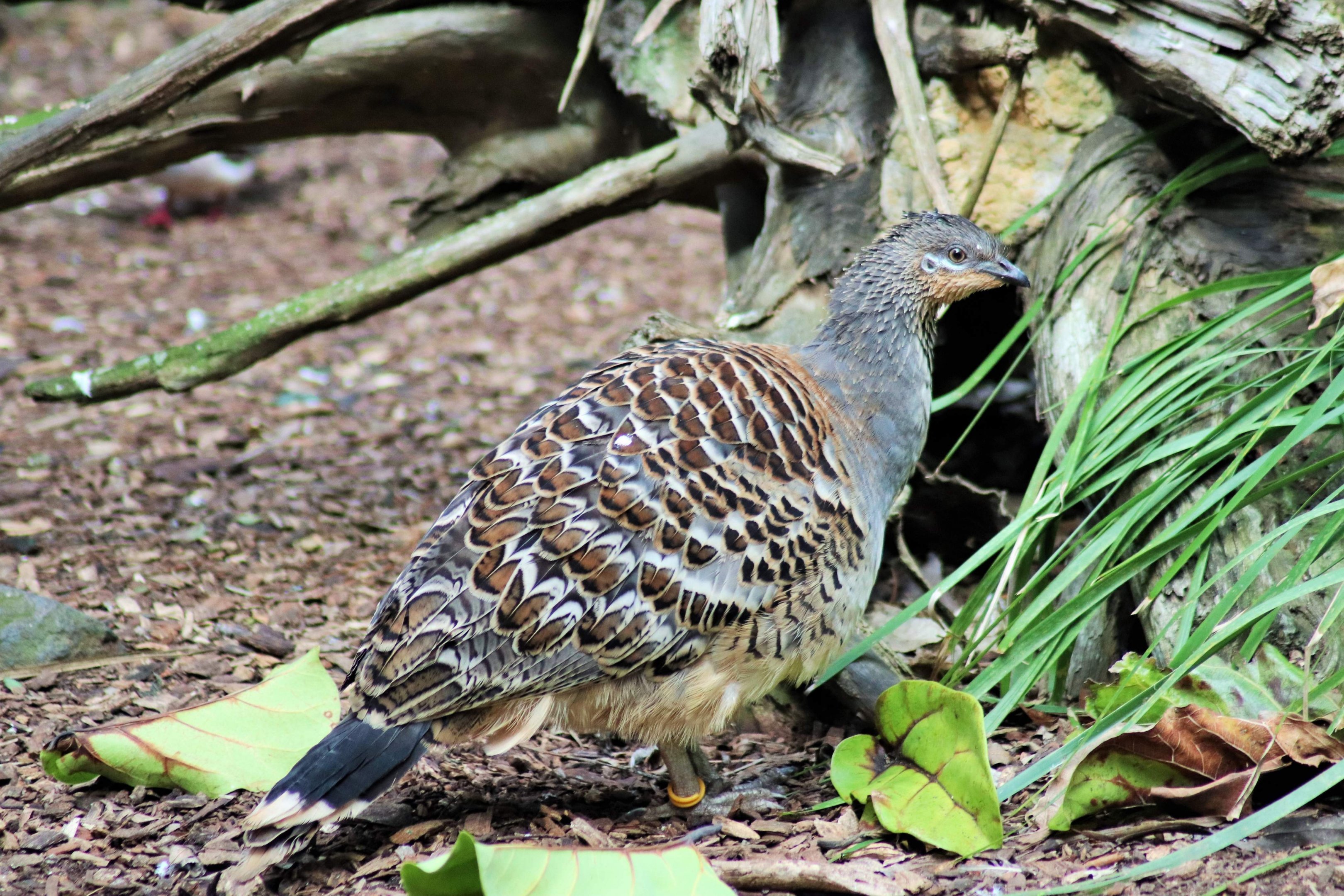 Malleefowl (Leipoa ocellata)