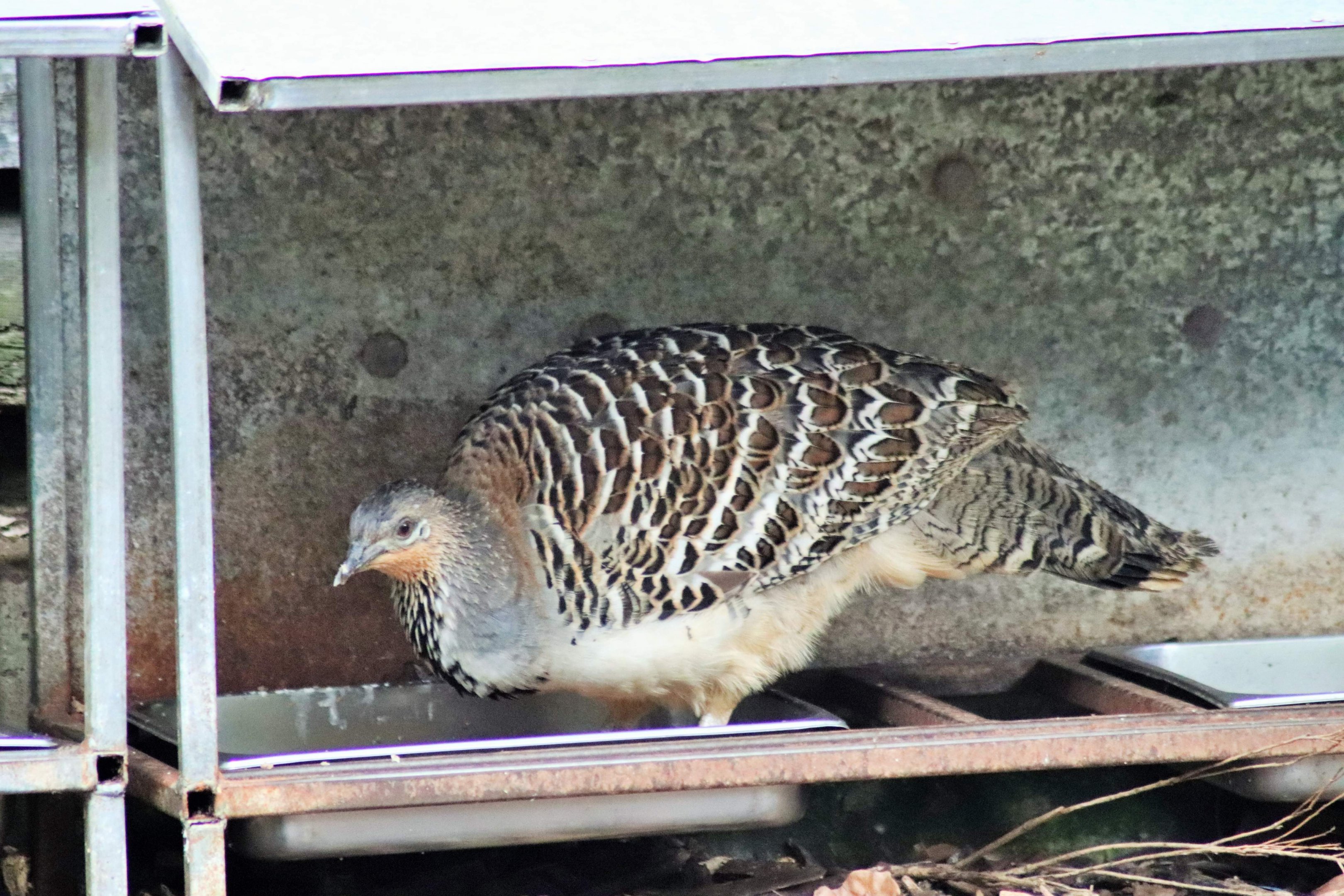 Malleefowl (Leipoa ocellata)