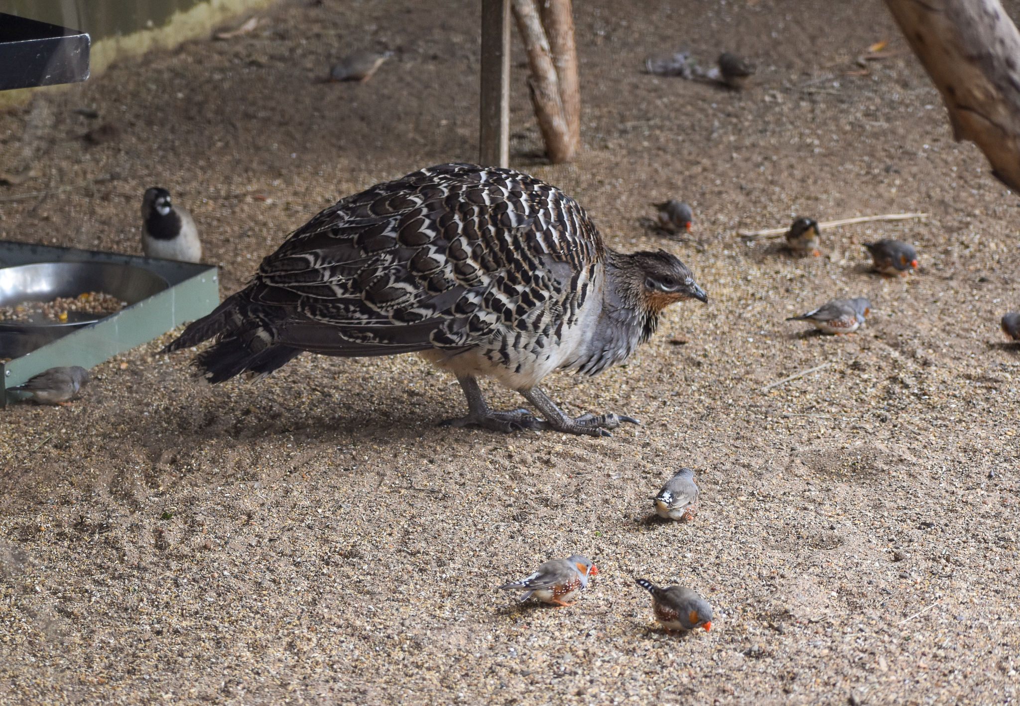 Malleefowl with Zebra Finches