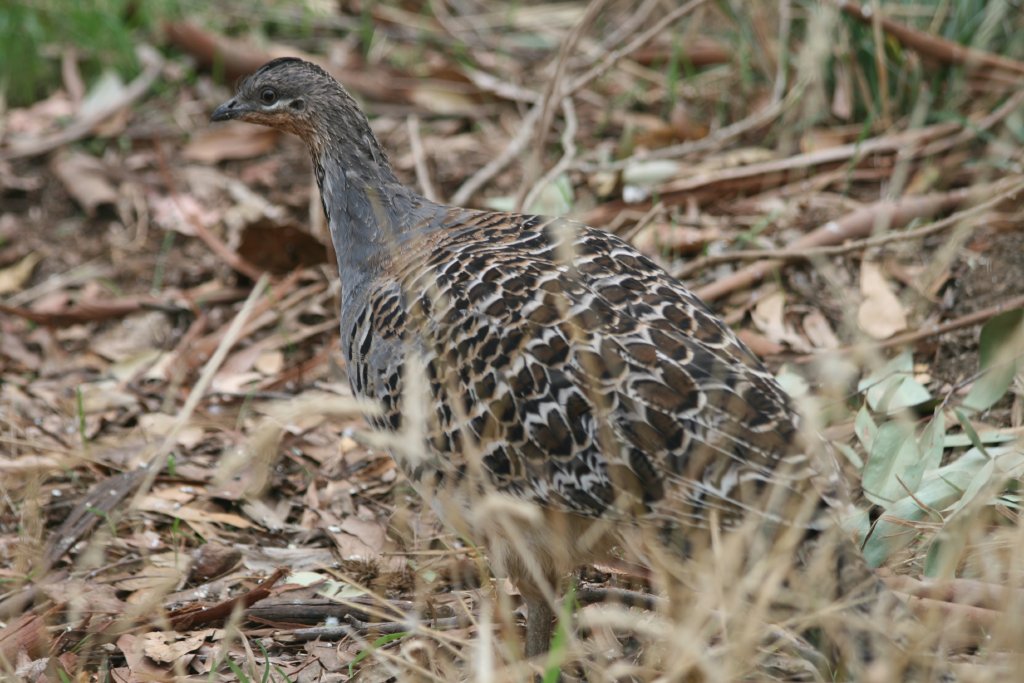 Malleefowl