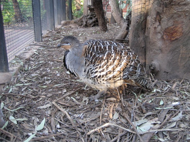 Malleefowl