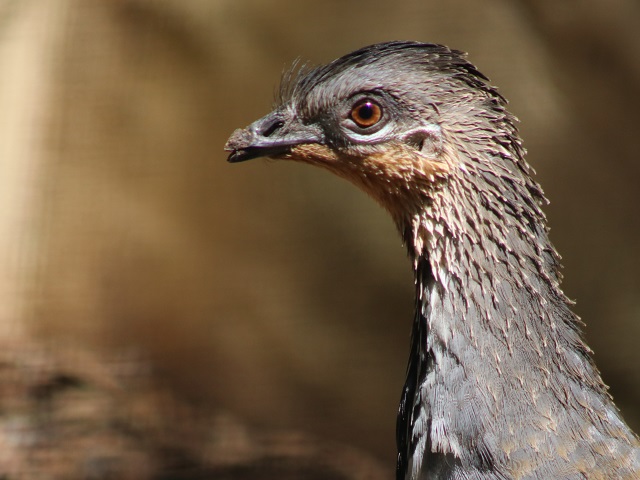 Malleefowl