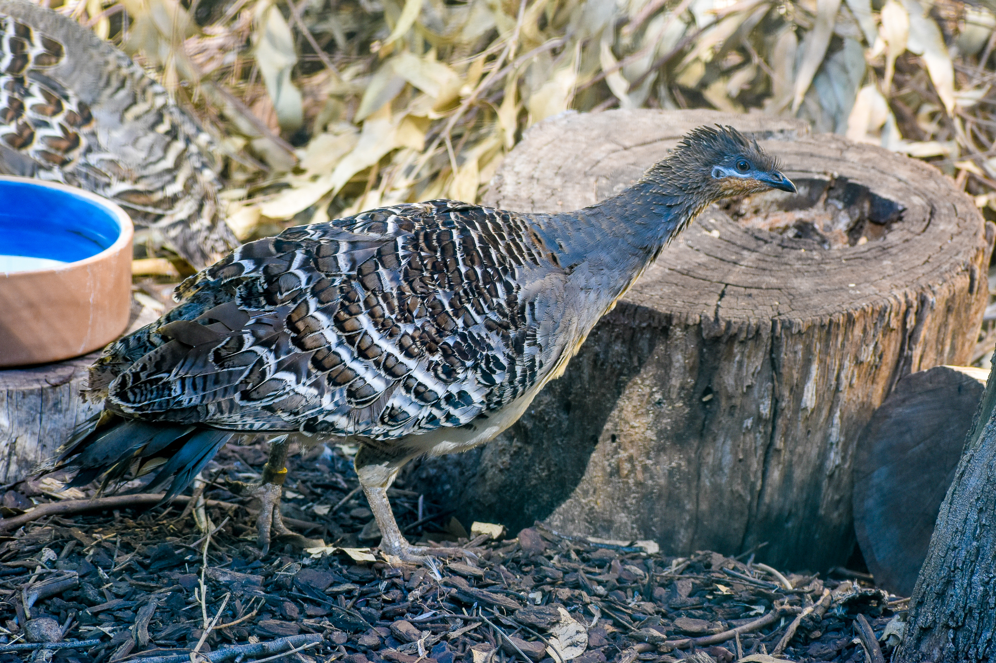 Malleefowl
