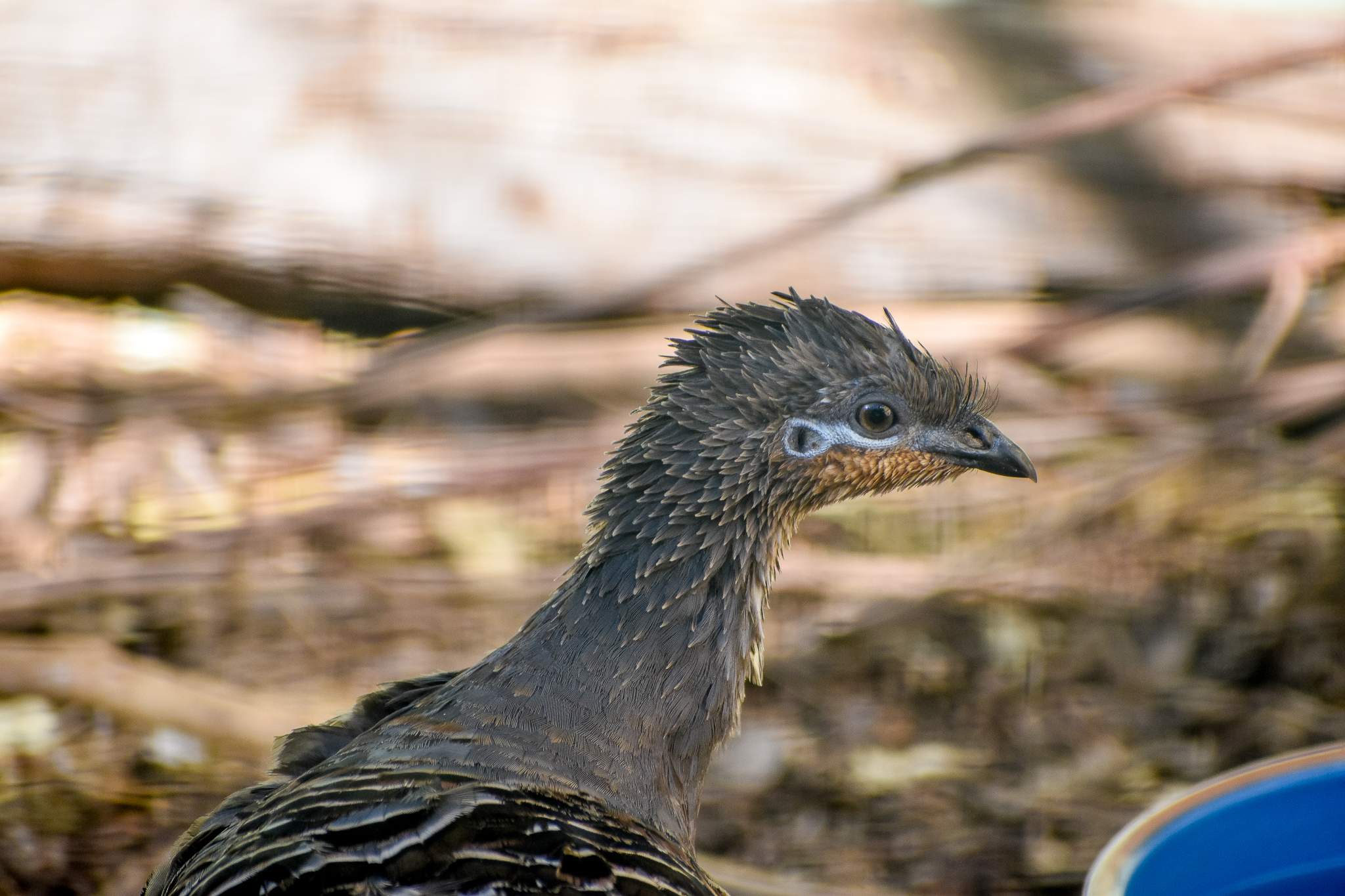 Malleefowl