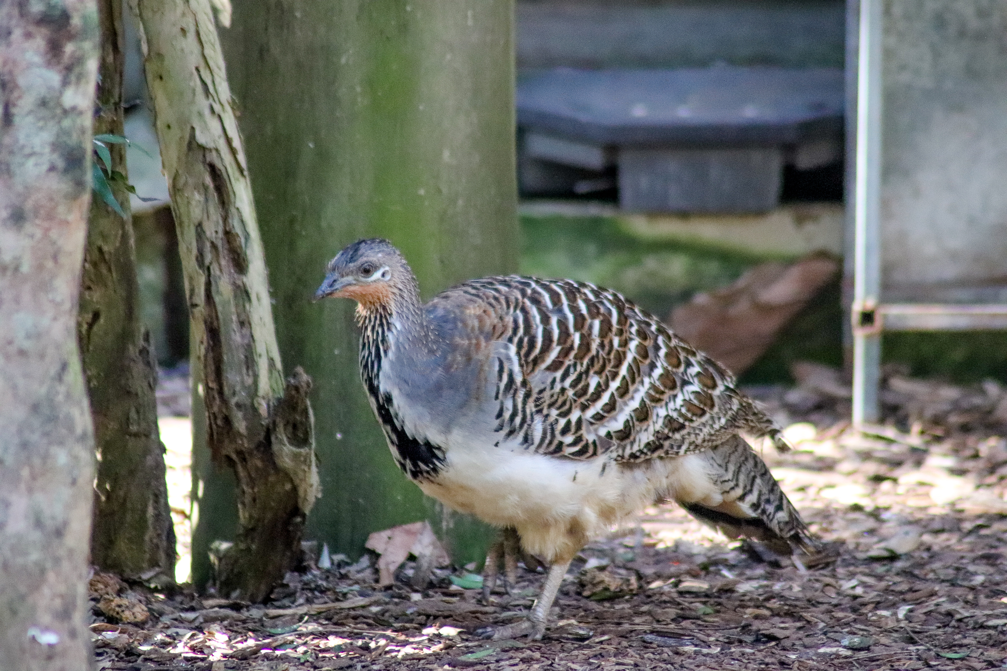 Malleefowl