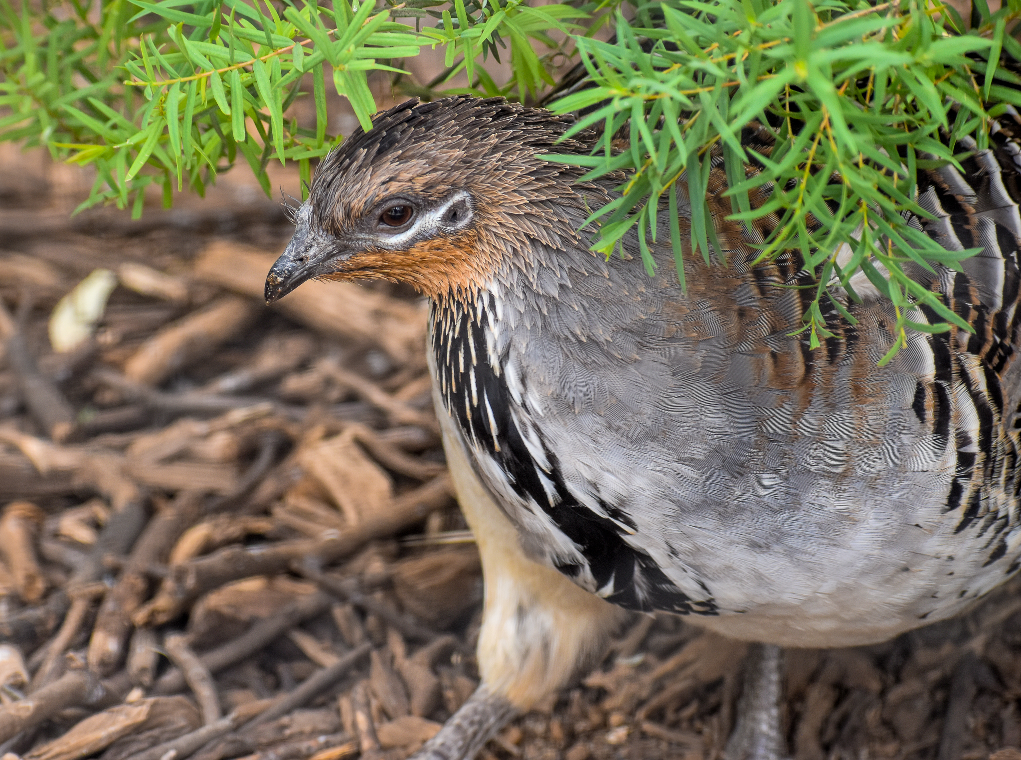Malleefowl