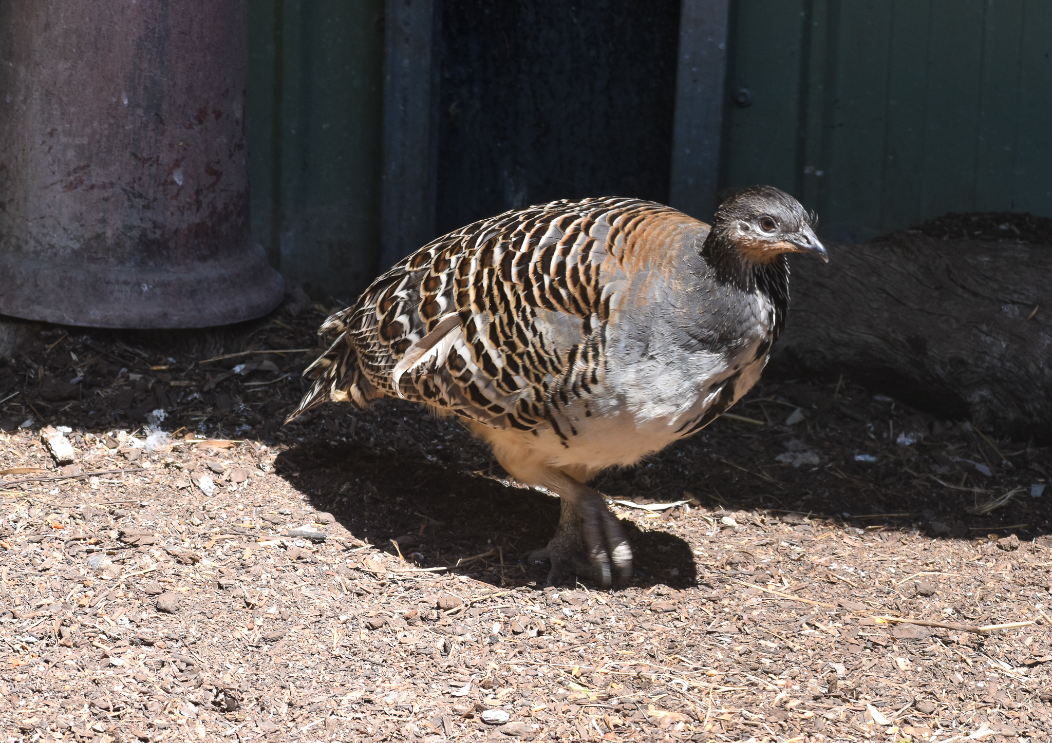 Malleefowl