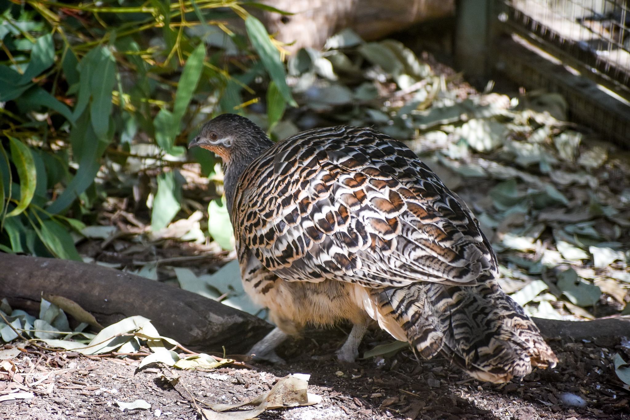 Malleefowl