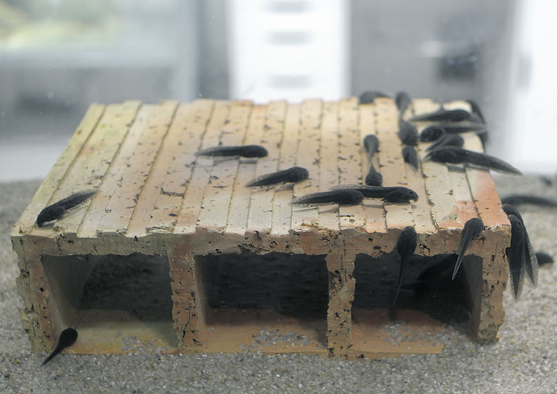 Mallorcan midwife tadpoles