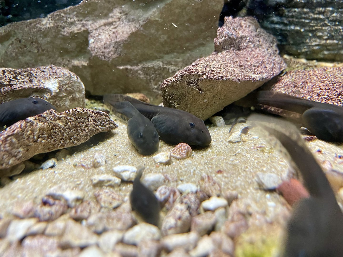 Mallorcan midwife Toad, Alytes muletensis