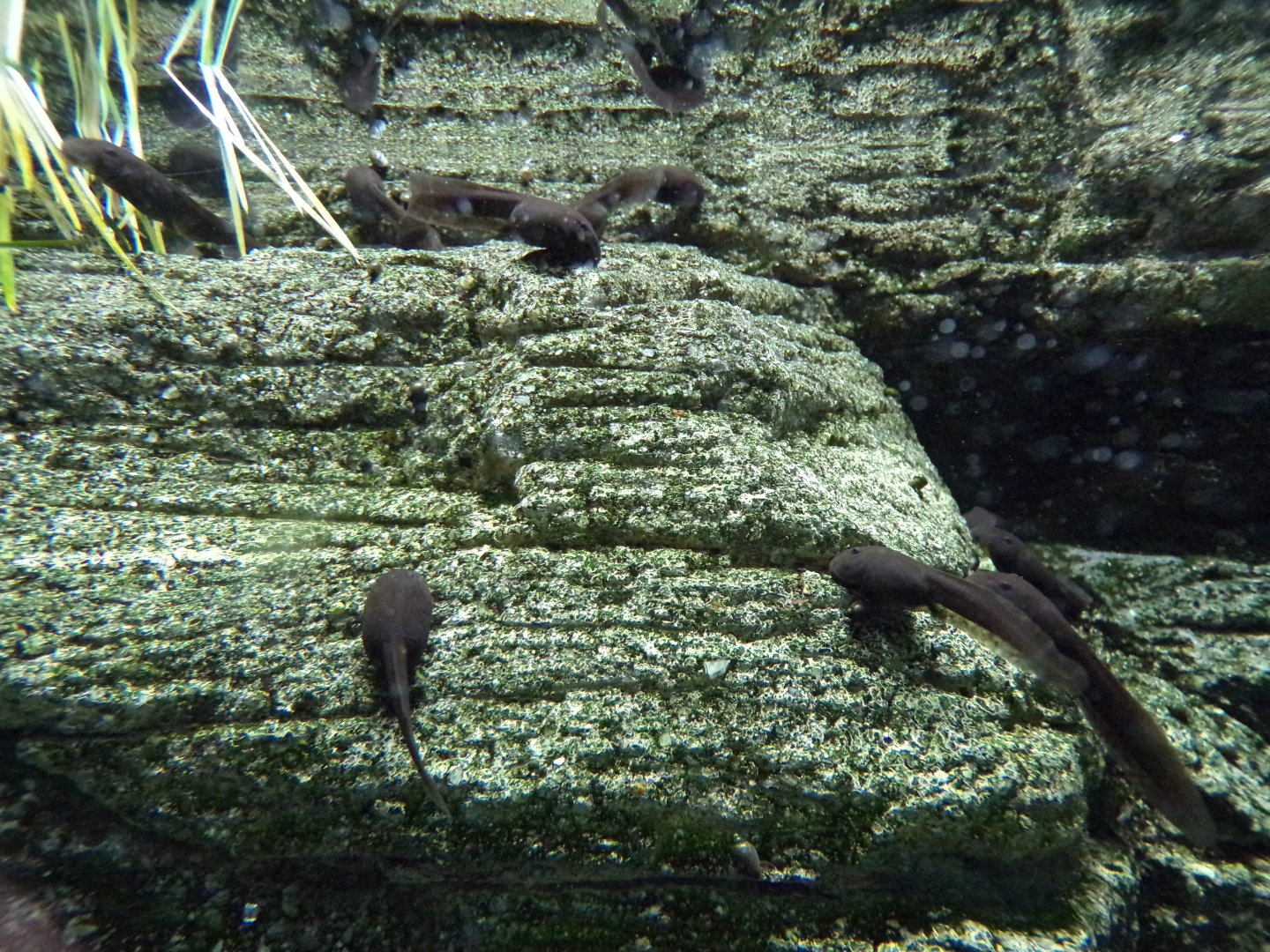 Mallorcan midwife toad tadpoles 11.2.25
