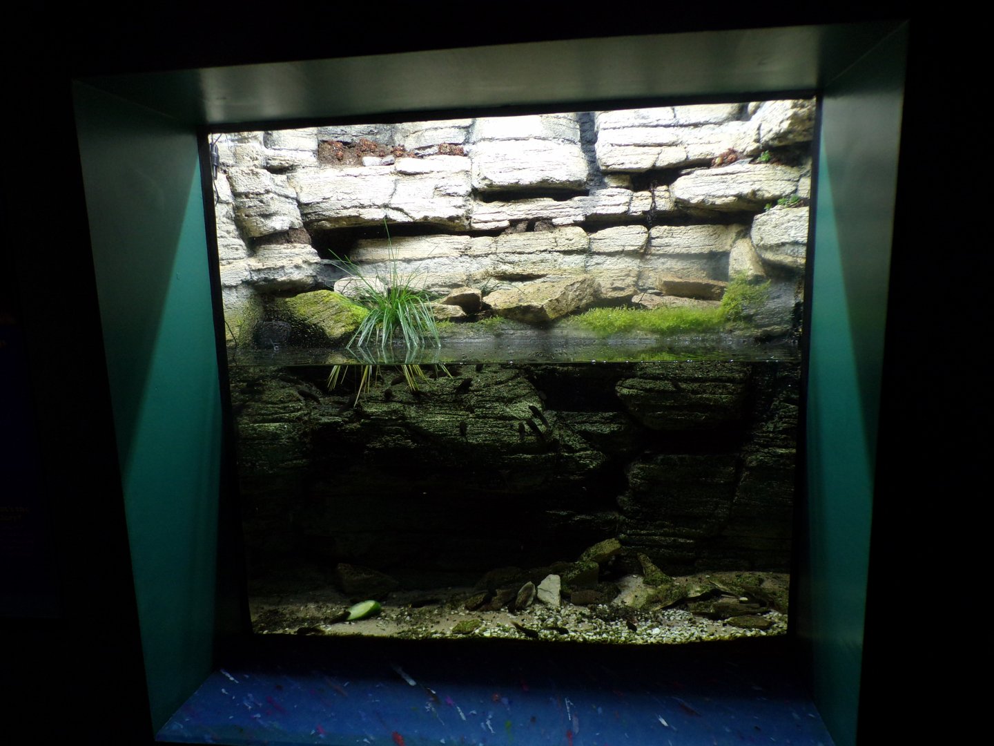 Mallorcan midwife toad tank 11.2.25