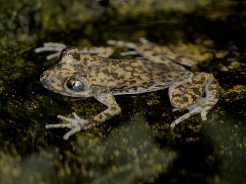 Mallorcan midwife toad