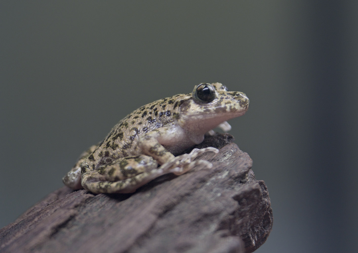 Mallorcan midwife toad