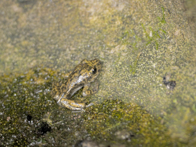 Mallorcan midwife toadlet