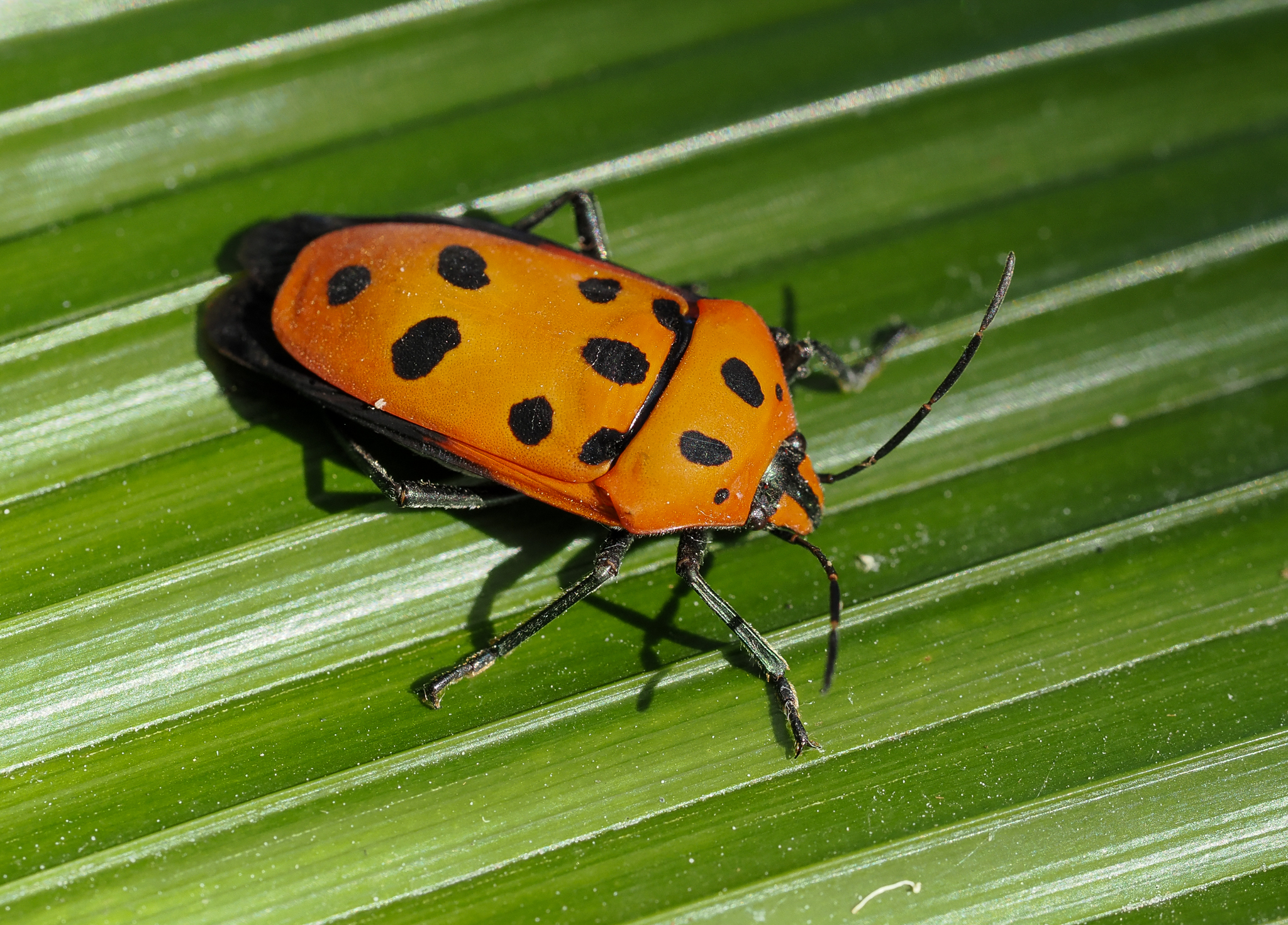 Mallotus Harlequin Bug