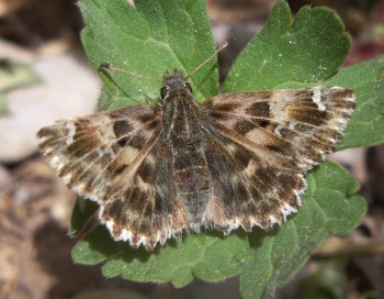 Mallow Skipper (Carcharodus alceae)