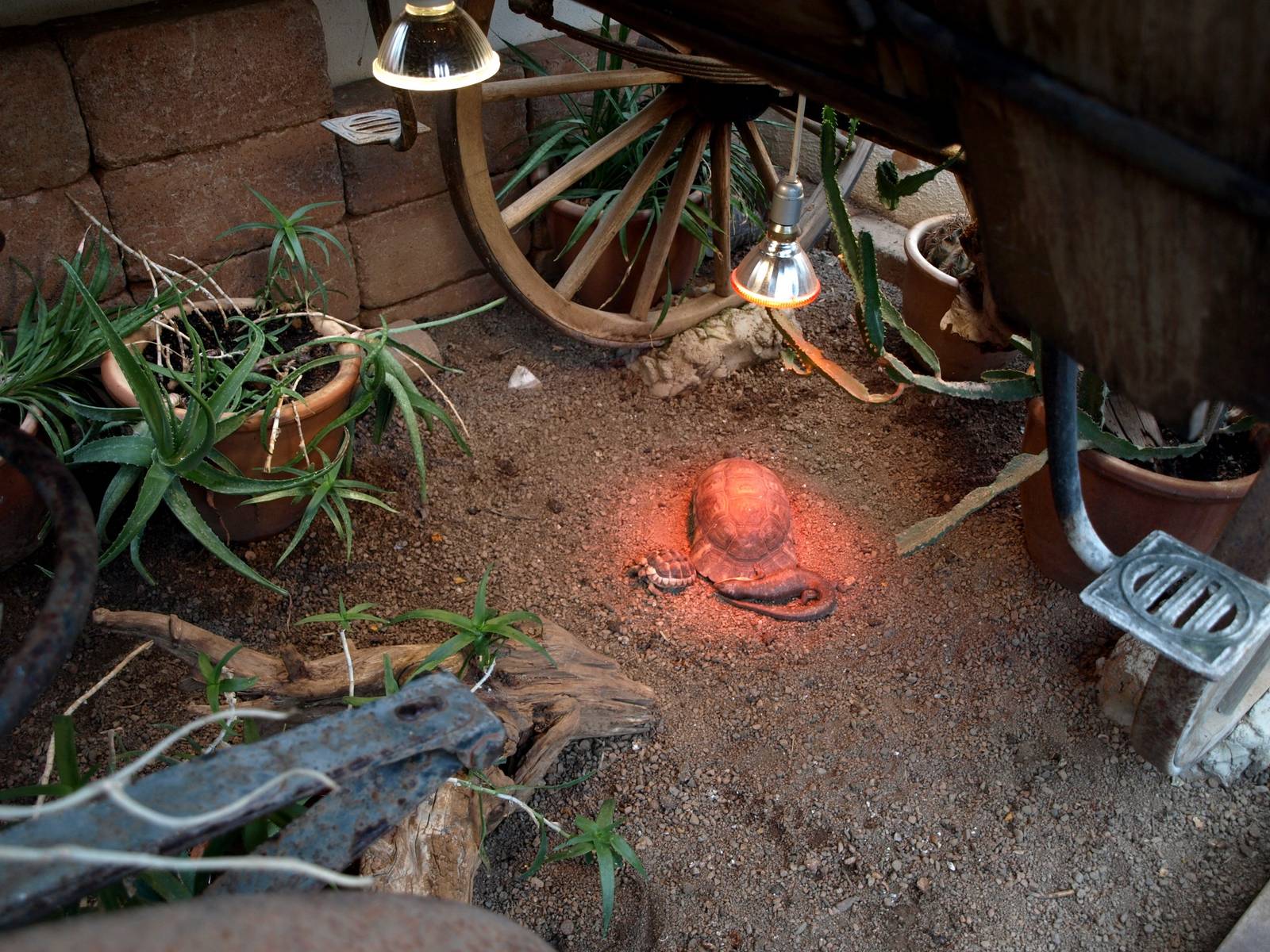 Malmoe Reptile Center - Desert exhibit