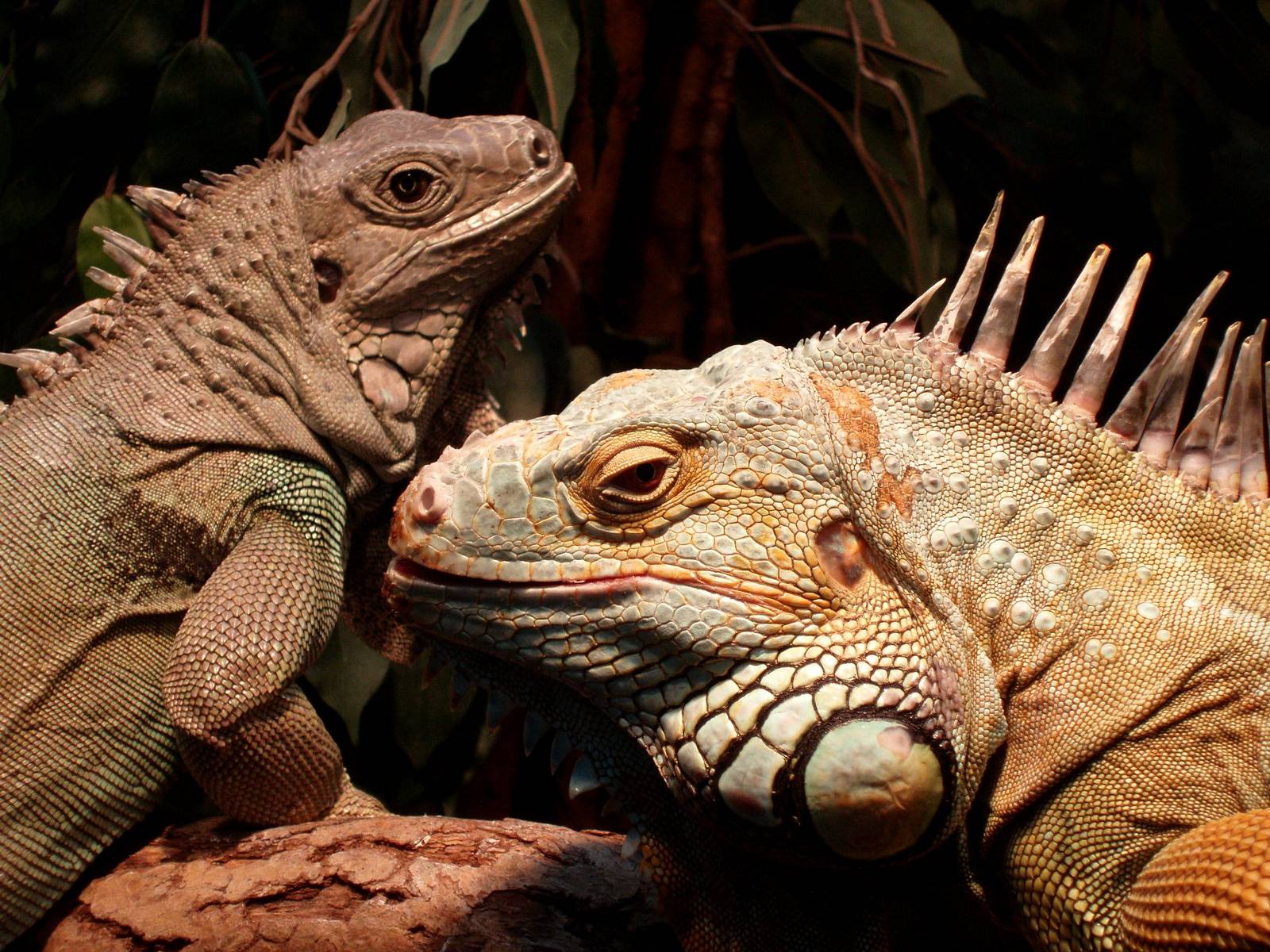 Malmoe Reptile Center - Green iguanas
