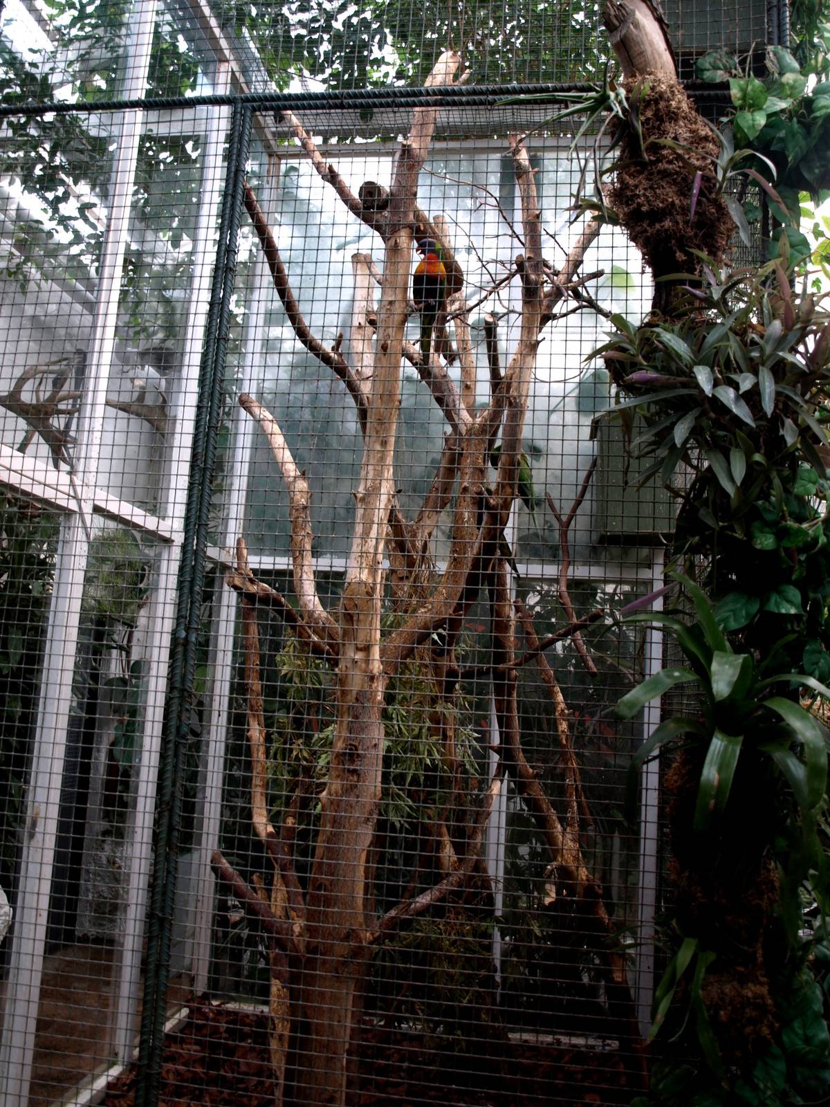 Malmoe Reptile Center - Lorikeet aviary