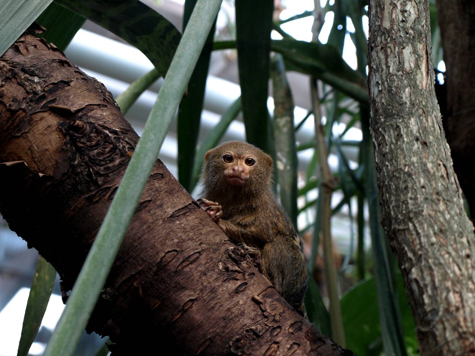 Malmoe Reptile Center - Pygmy marmoset