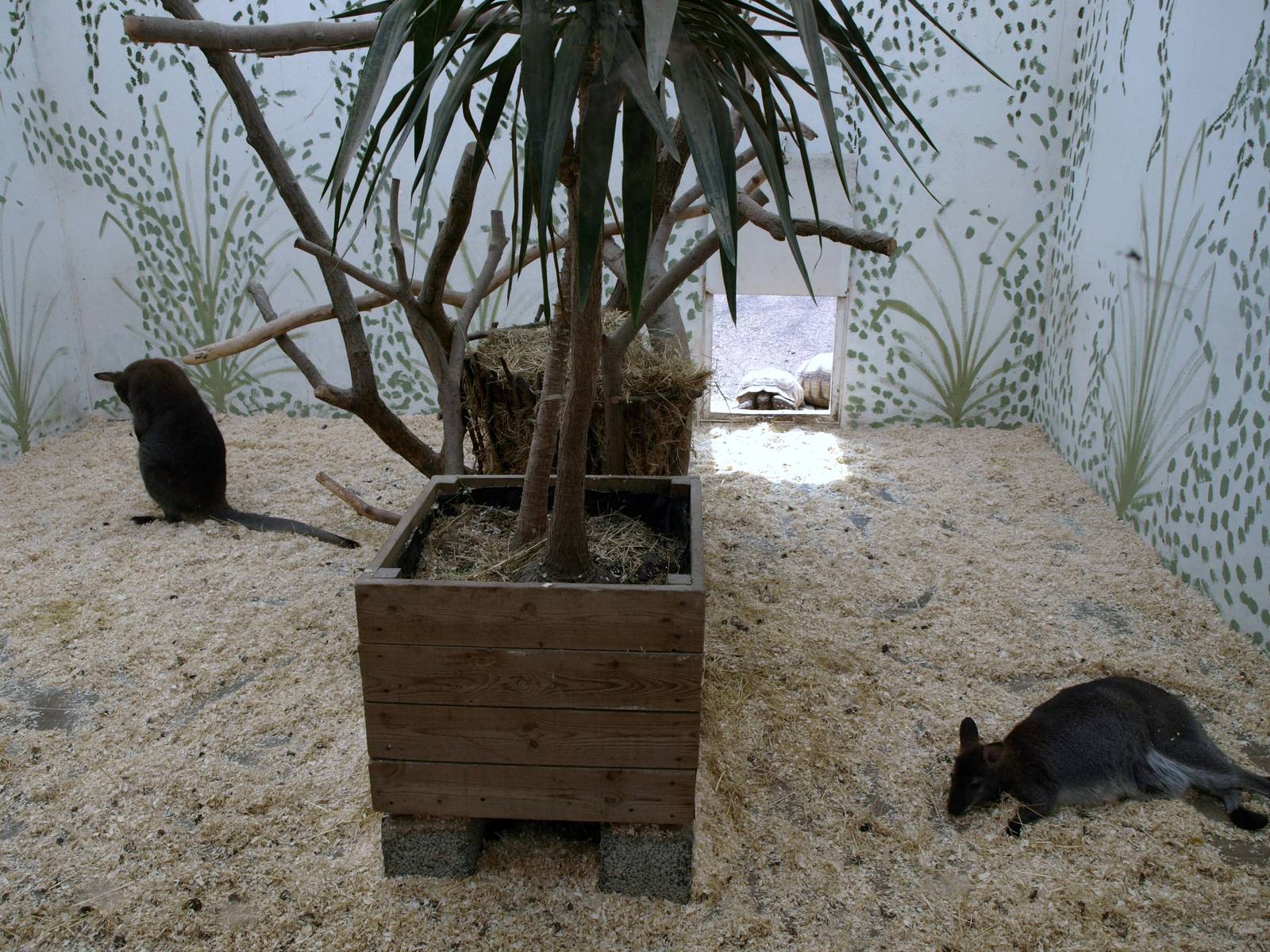 Malmoe Reptile Center - Wallaby indoor exhibit