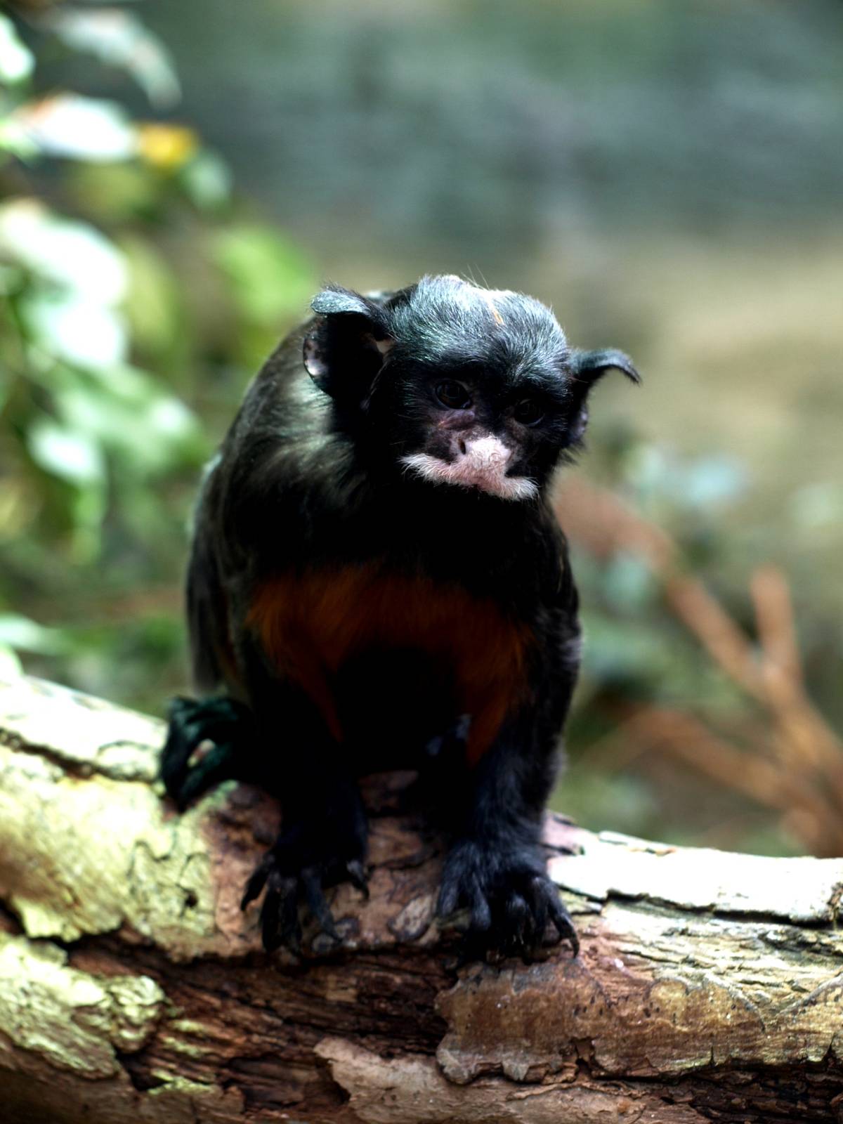 Malmoe Reptile Center - White-lipped tamarin