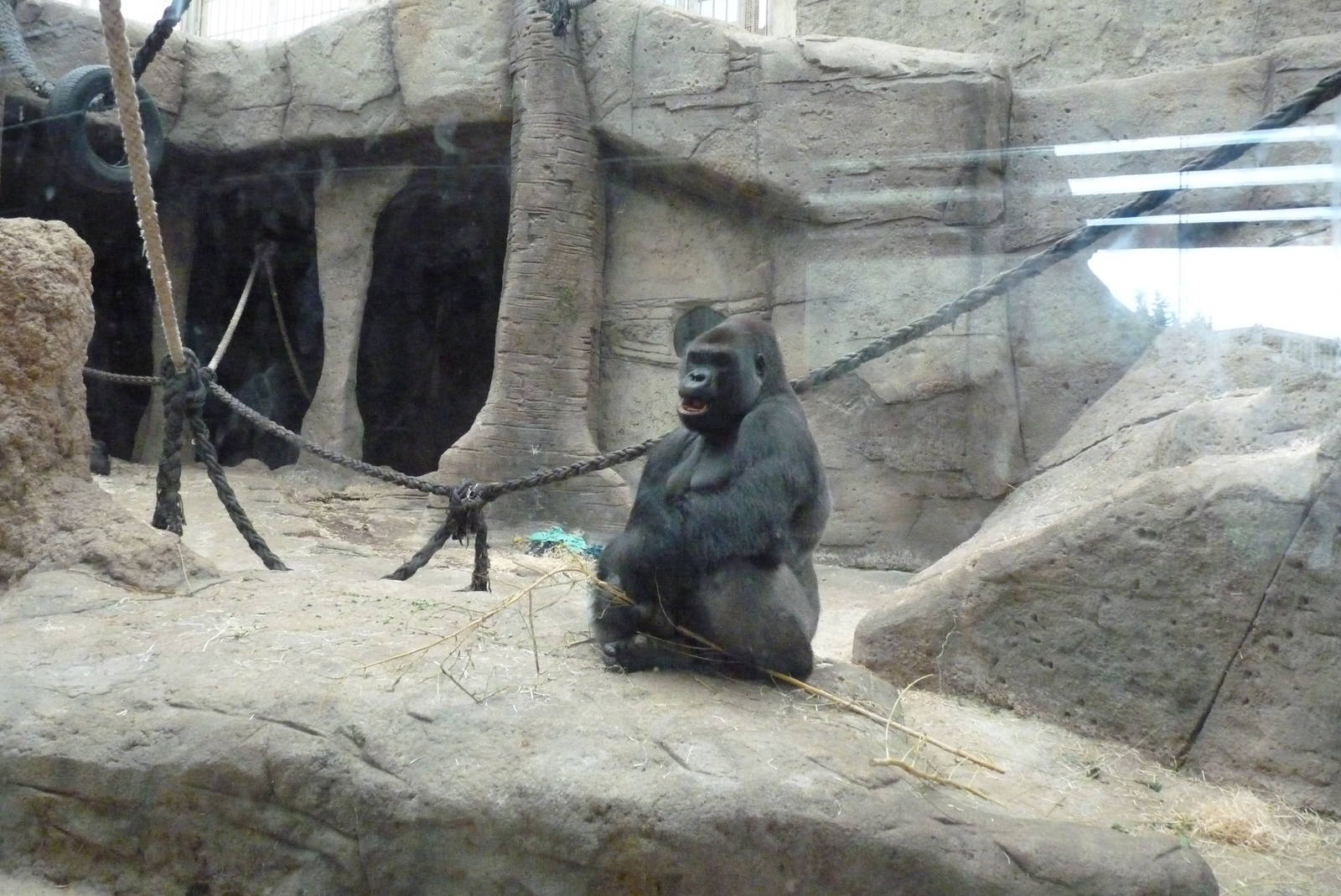 Malobo, Silverback Gorilla, June 2013