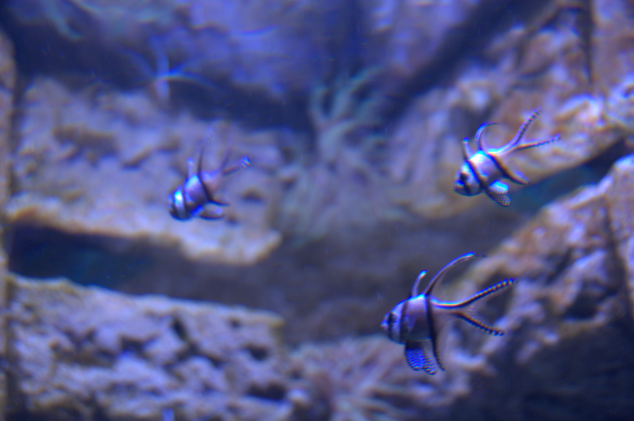 Malta national Aquarium 2017 - Banggai Cardinalfish (Pterapogon kauderni)