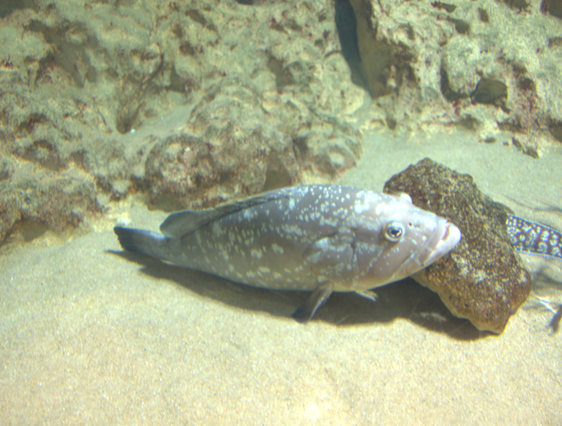 Malta national Aquarium 2017 - Dusky Grouper (Epinephelus marginatus)