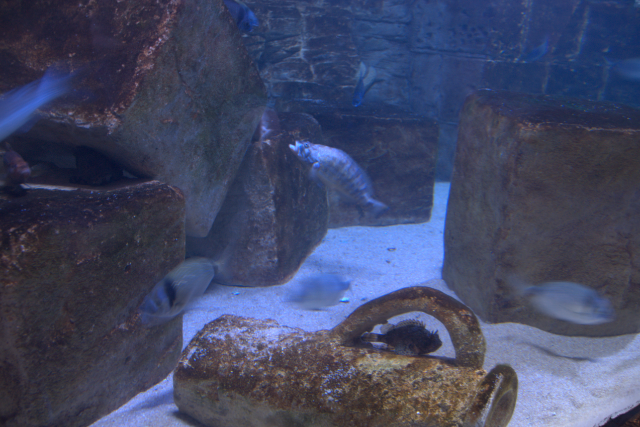 Malta national Aquarium 2017 - Mediterranean tank