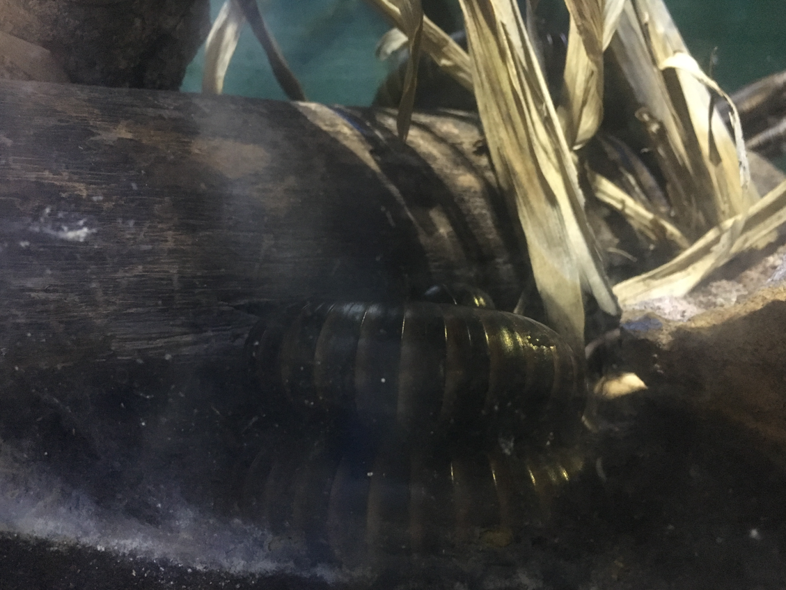 Malta National Aquarium 2017 - Millipede sp.
