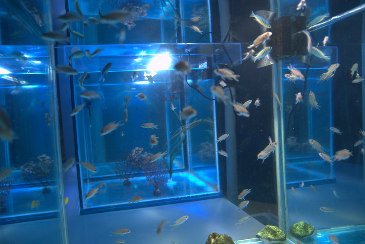 Malta national Aquarium 2017 - Neolamprologus sp.