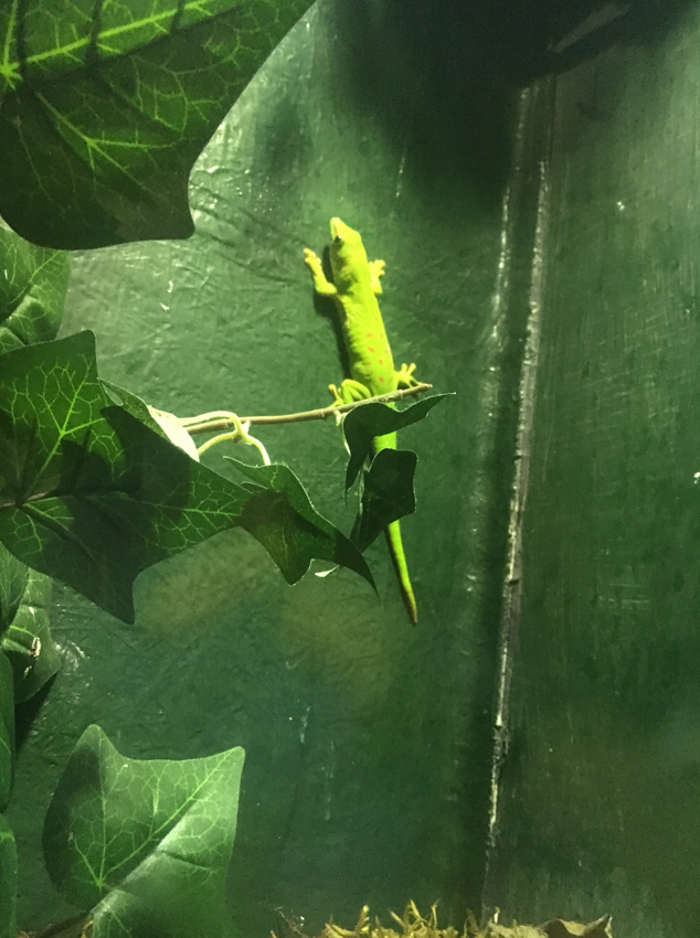 Malta National Aquarium 2017 - Phelsuma sp.