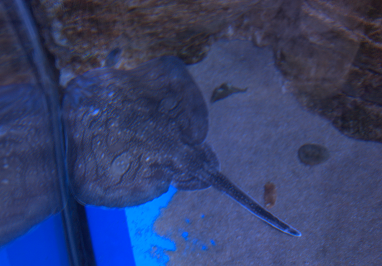 Malta national Aquarium 2017 - Undulate Skate (Raja undulata)