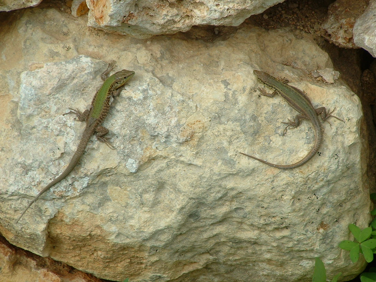 Maltese Wall Lizard